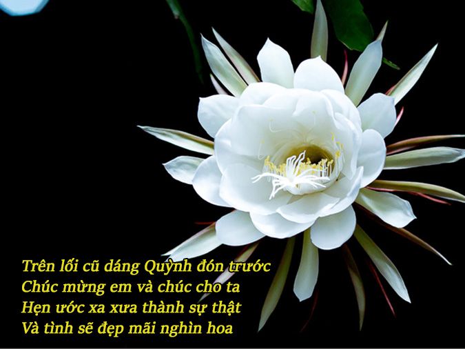 Thơ về Hoa Quỳnh