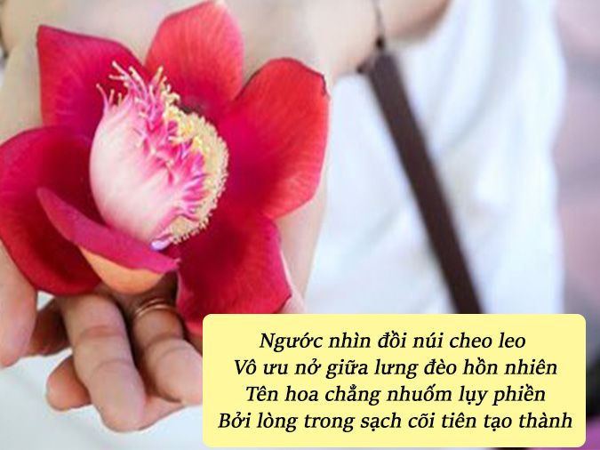 Thơ về hoa Sala