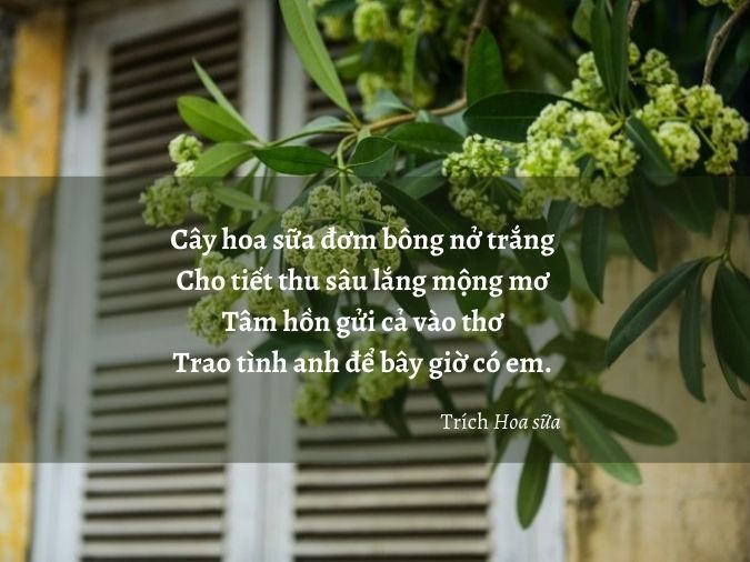 Thơ Về Hoa Sữa - Mùi Hương Thu Hà Nội