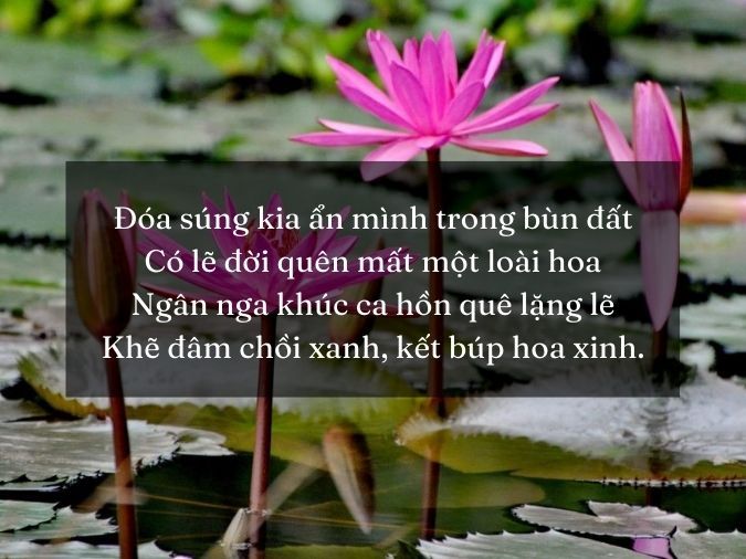 Thơ về Hoa Súng