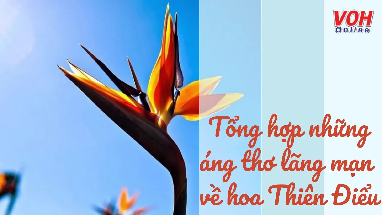 Thơ về Hoa Thiên Điểu