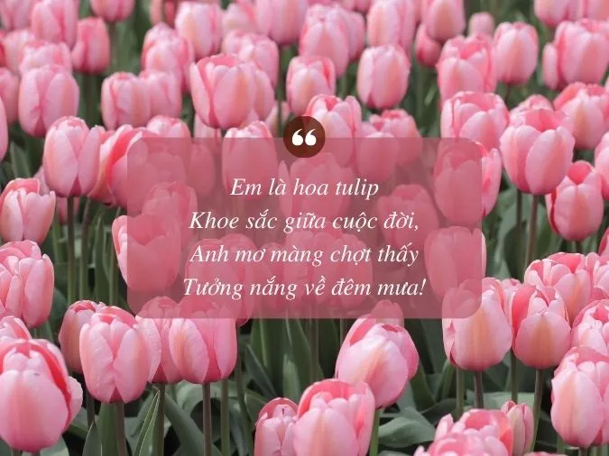 Thơ về Hoa Tulip