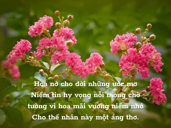 Thơ Về Hoa Tường Vi - Vẻ Đẹp Kiêu Sa Và Mê Hoặc