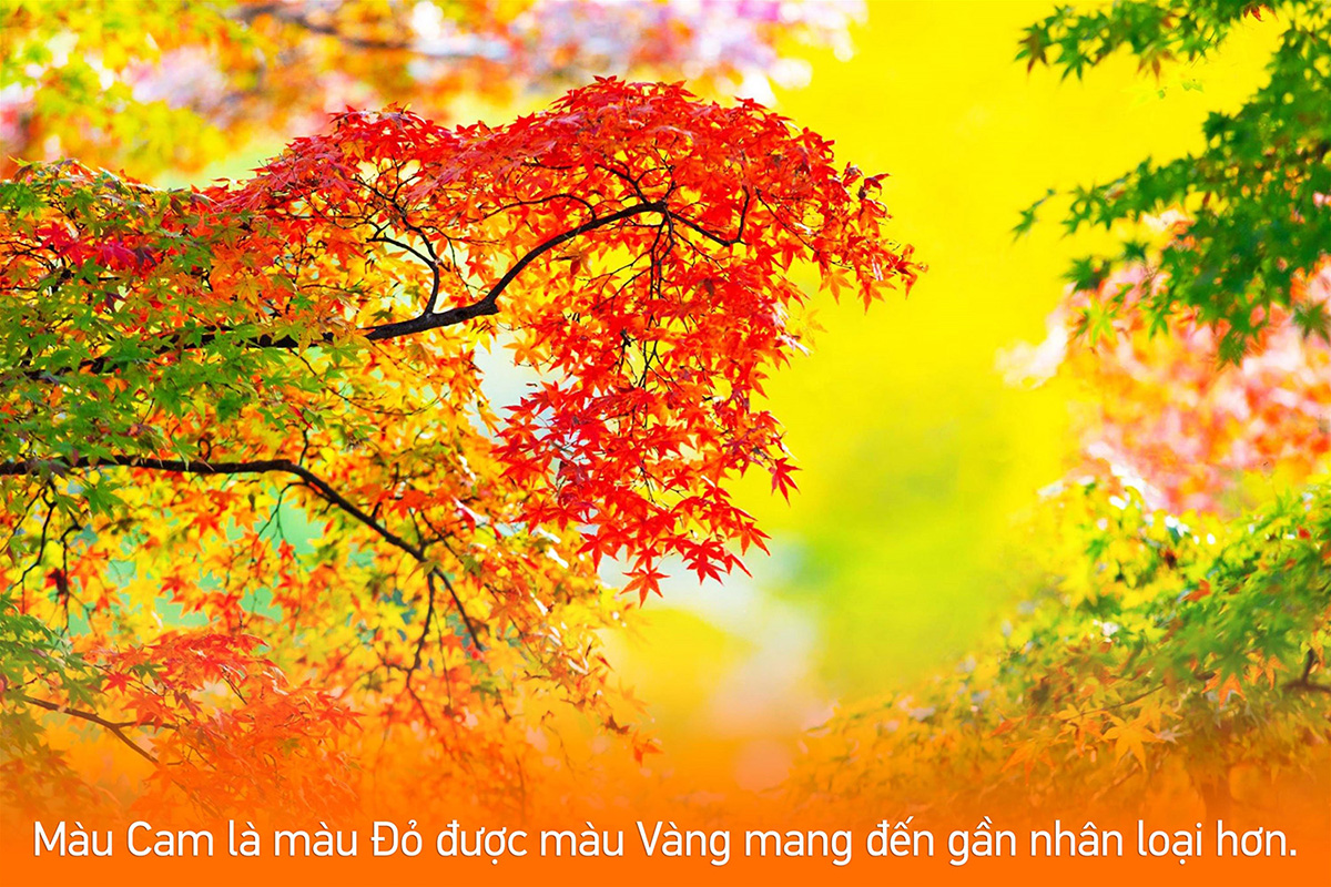 Thơ về màu cam: Những vần thơ say đắm sắc cam tươi tắn Gallery 2