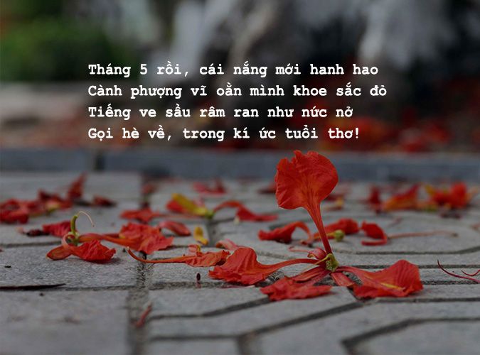 Thơ Về Tháng 5 - Mùa Hoa Phượng Rực Rỡ