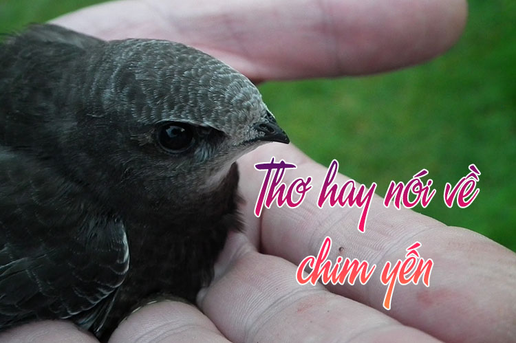 Thơ Vui Về Yến Sào: Những Bài Thơ Hài Hước Về "Ngôi Nhà" Của Chim Yến
