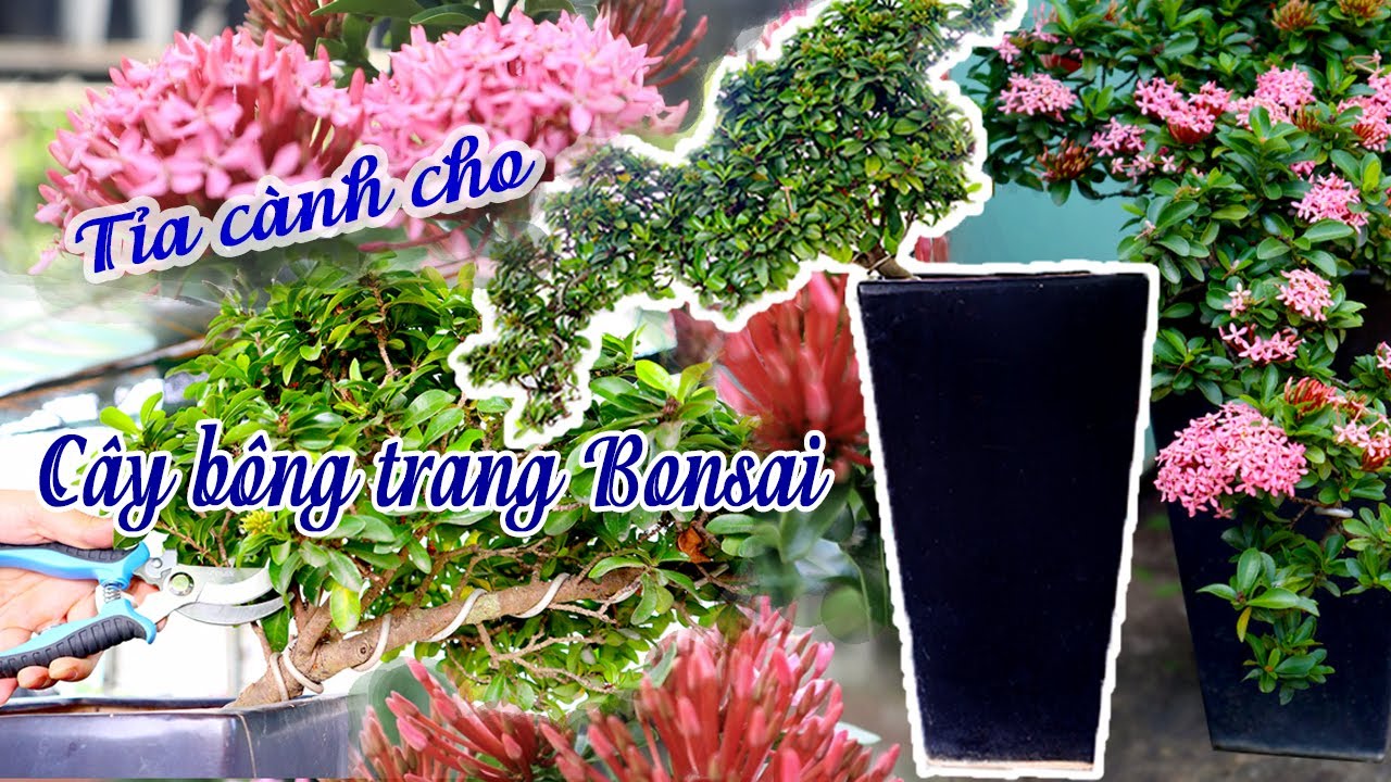 Cách Cắt Tỉa Cây Bông Trang Gallery 1