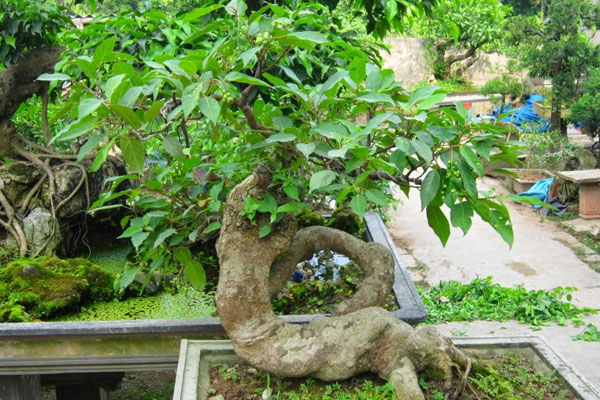 Cách Cắt Tỉa Cây Sung Cảnh Đẹp Mắt Và Sinh Trưởng Tốt Gallery 1
