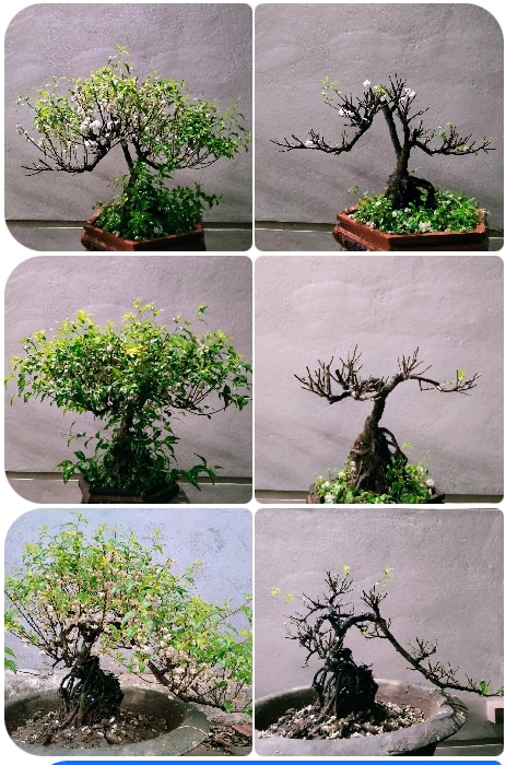 Thời điểm cắt tỉa nhất chi mai