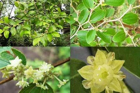 Cây táo có nở hoa không? Gallery 1