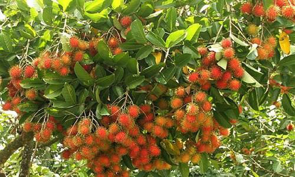 Mùa Chôm Chôm Chín: Thời điểm, địa điểm và những điều thú vị Gallery 1