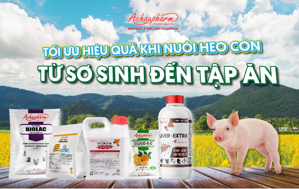 Cho Lợn Bú Sữa Non Chuẩn Gallery 1