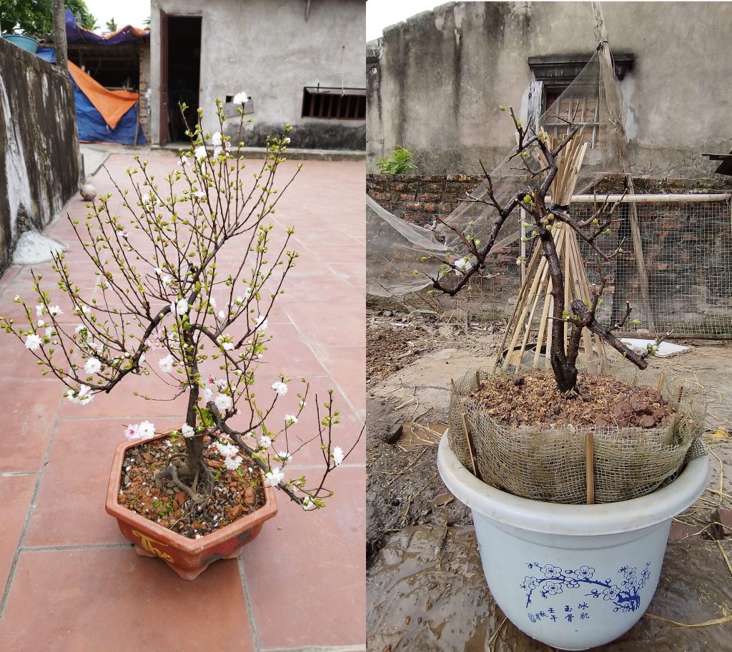 Thời điểm cắt tỉa nhất chi mai Gallery 2