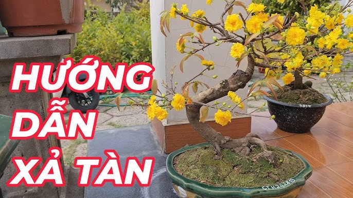 Xả tàn mai khi nào? Gallery 1