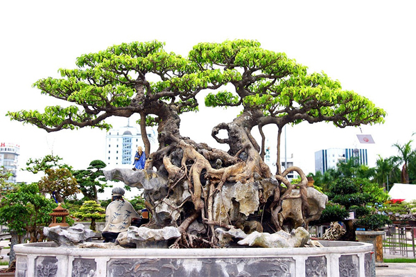 Cắt tỉa cây sanh vào mùa nào? Gallery 1