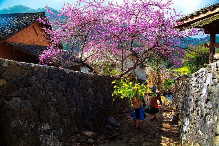 Cảnh Đẹp Sapa Mùa Xuân - Thiên Đường Mây Trắng Ngàn Hoa Gallery 2