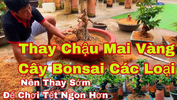 Thay Chậu Mai Trước Tết: Hướng Dẫn Chi Tiết Từ A Đến Z Gallery 1