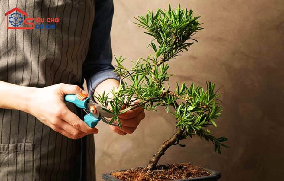 Cắt tỉa cây sanh vào mùa nào? Gallery 2