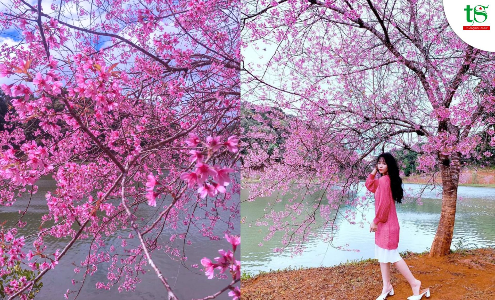 Mai đào nở khắp nơi Gallery 2