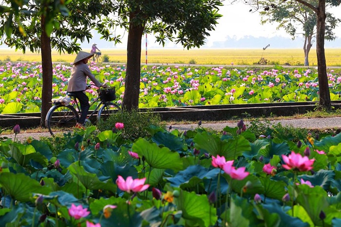 Mùa Sen Nở Vào Tháng Mấy? Gallery 1