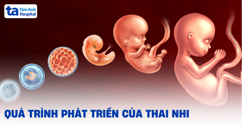 Thai mấy tuần thì đạp? Gallery 1