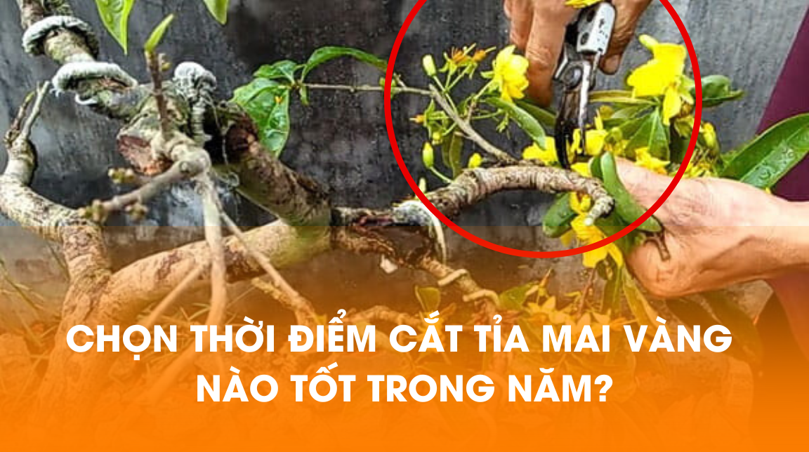 Cách Tỉa Cây Mai Đẹp, Xum Xê, Cho Hoa Đầy Nụ Gallery 1