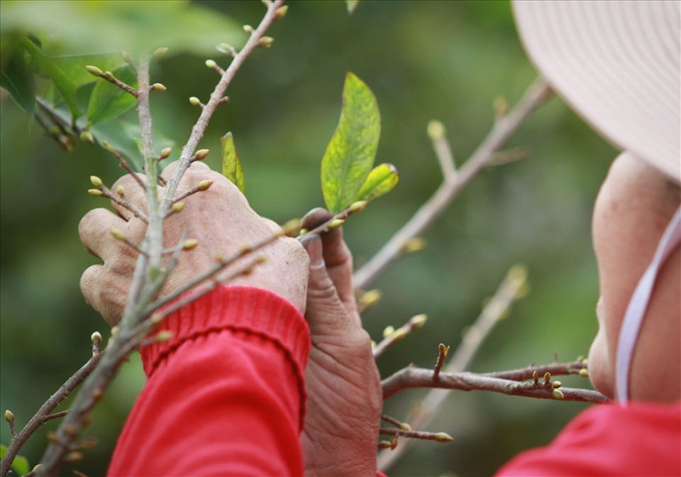 Thời Điểm Tuốt Lá Mai Tết Đẹp Nhất