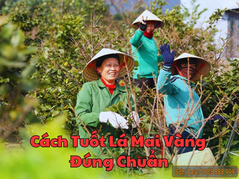Thời Điểm Tuốt Lá Mai Tết Đẹp Nhất Gallery 2