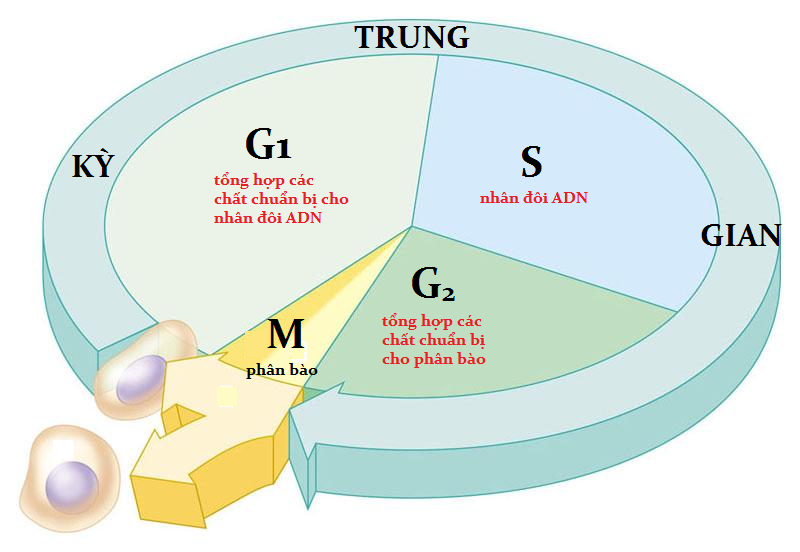 Thời gian của một chu kì tế bào được xác định bằng