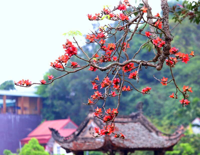 Mùa Hoa Gạo Tháng Mấy? Gallery 1