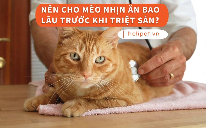 Mèo Nhịn Ăn Được Bao Lâu? Gallery 1