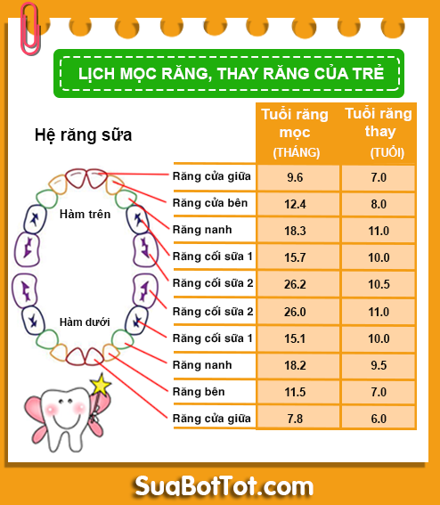 Trẻ Mấy Tuổi Mọc Răng? Gallery 1