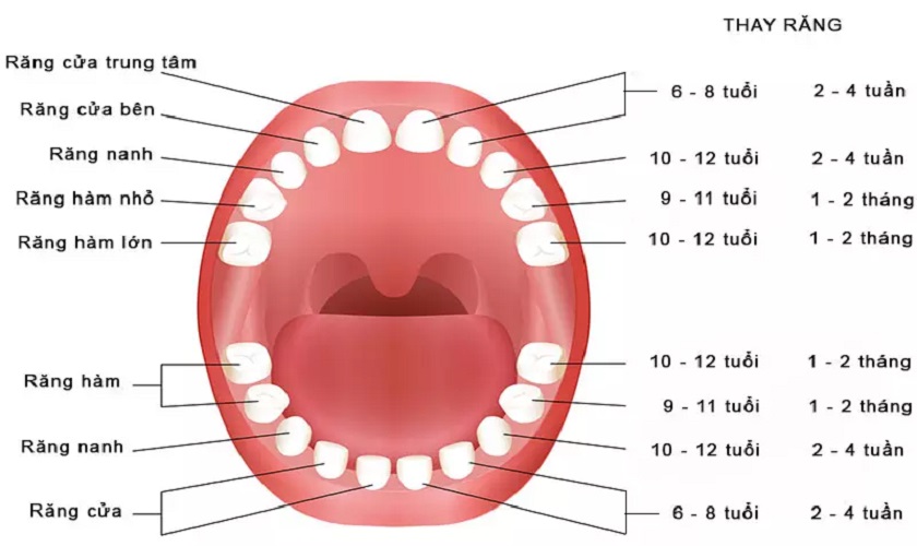 1 Cái Răng Mọc Trong Bao Lâu? Gallery 2