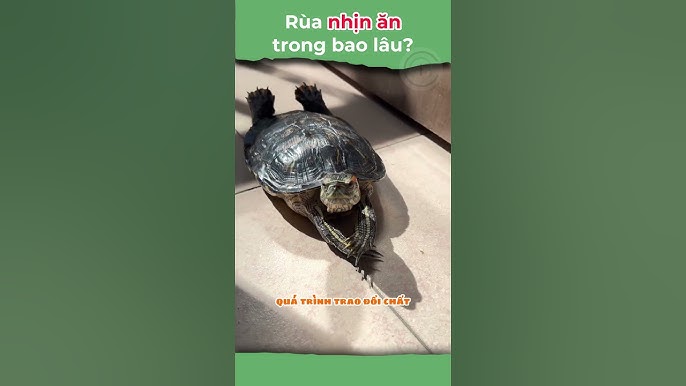 Rùa Có Thể Nhịn Ăn Bao Lâu? Gallery 1