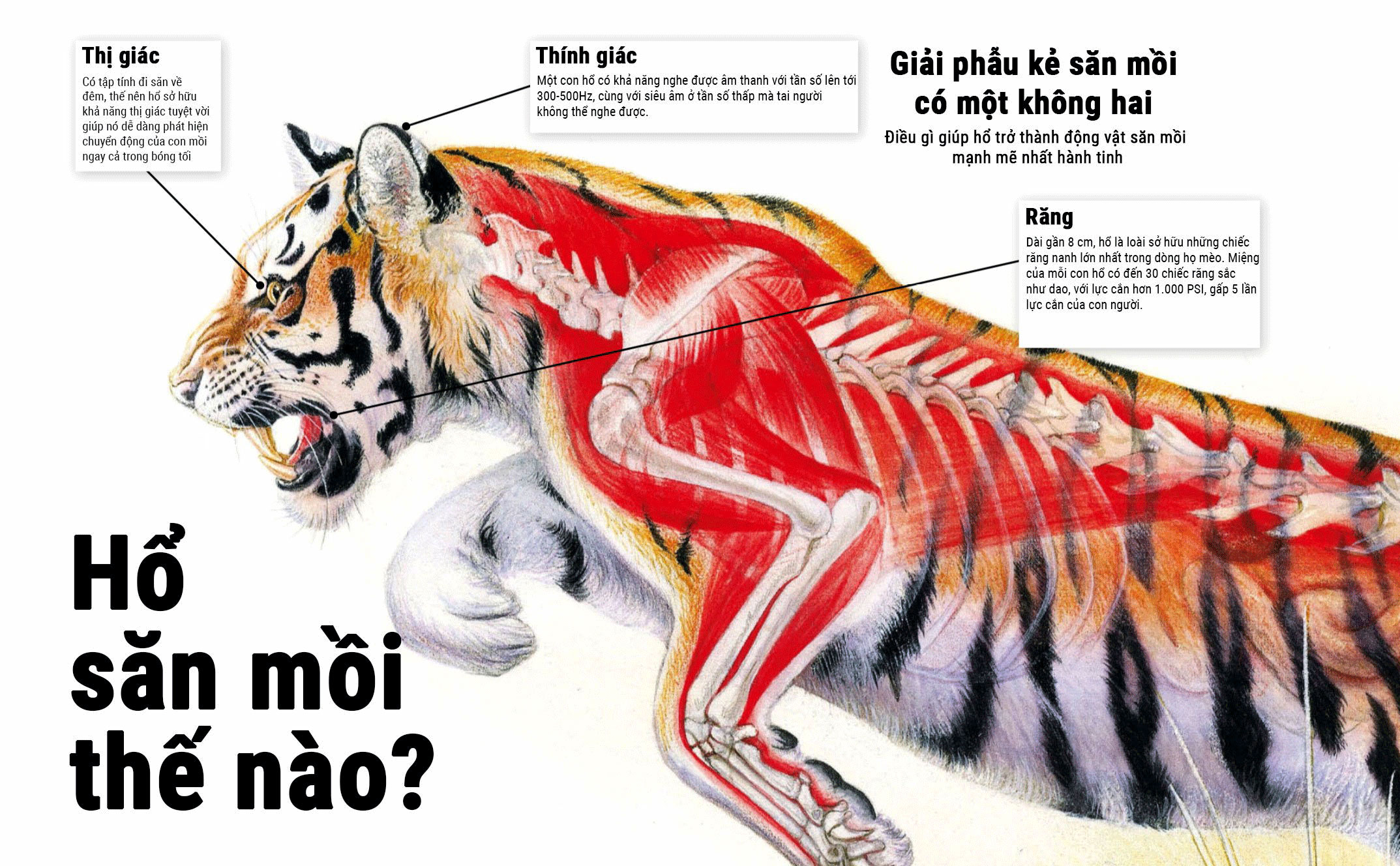 Hổ đi kiếm ăn giờ nào? Gallery 1