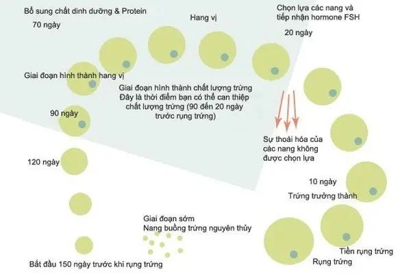 Trứng rụng bao lâu thì hết? Gallery 1