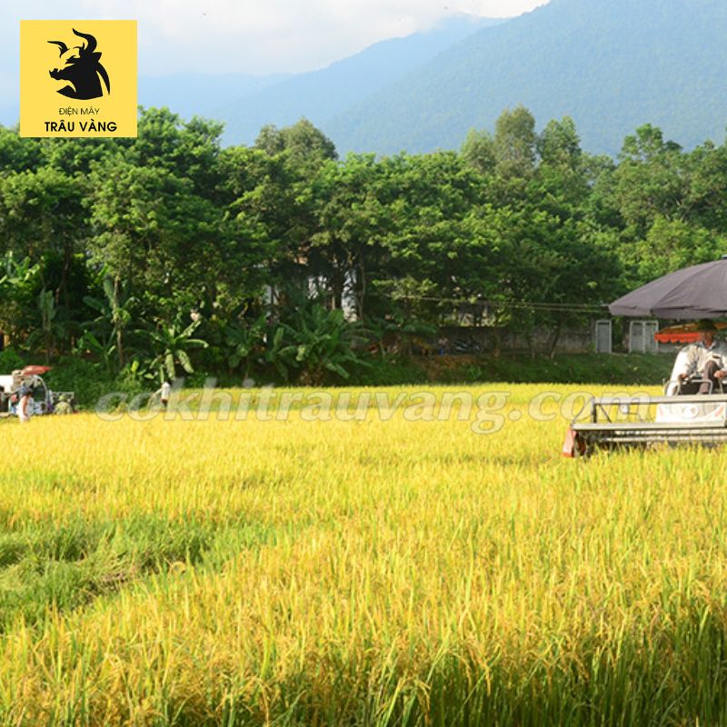 Trồng Lúa Mấy Tháng Thu Hoạch? Gallery 2