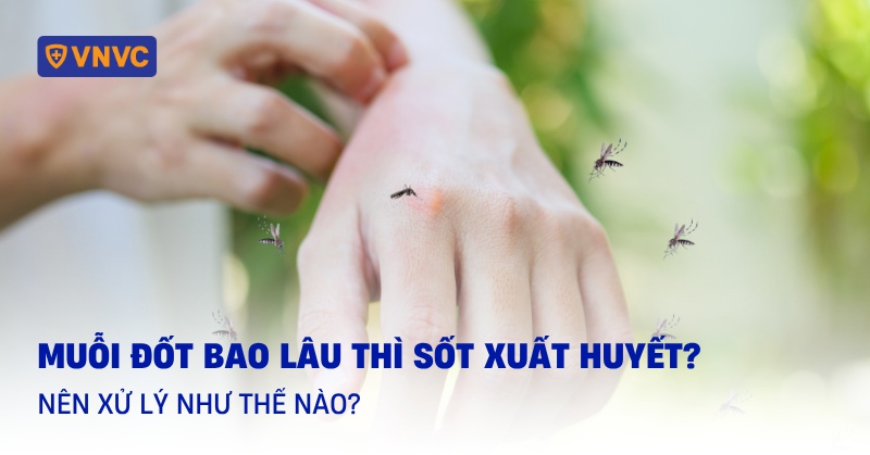 Muỗi đốt bao lâu thì bị sốt xuất huyết? Gallery 1