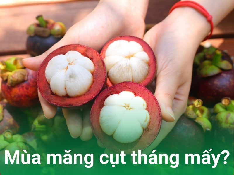 Măng cụt có vào tháng mấy? Gallery 1