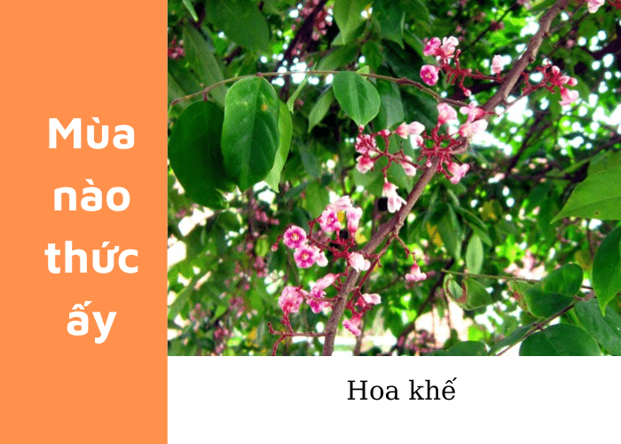 Cây Khế Ra Quả Vào Mùa Nào? Gallery 1