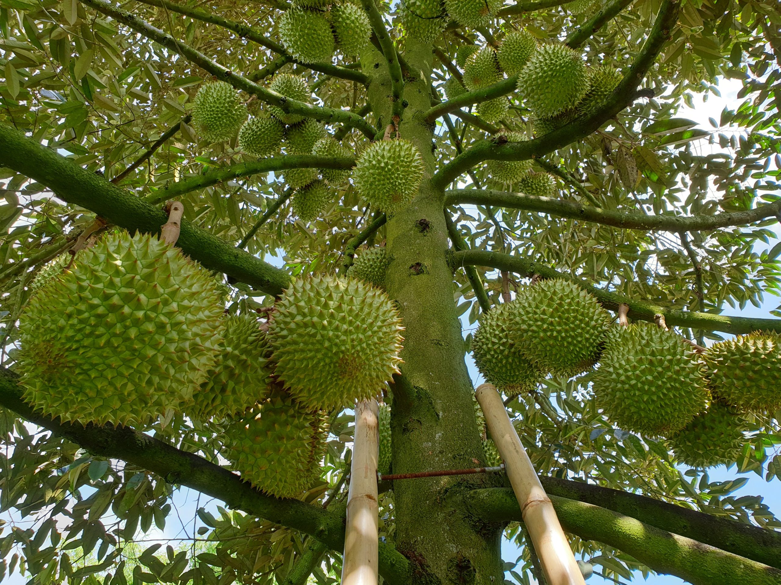 Sầu Riêng Tháng Mấy Có? Gallery 1