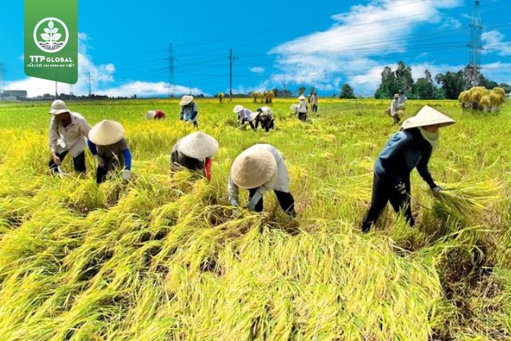 Thu hoạch lúa vào tháng mấy? Gallery 1
