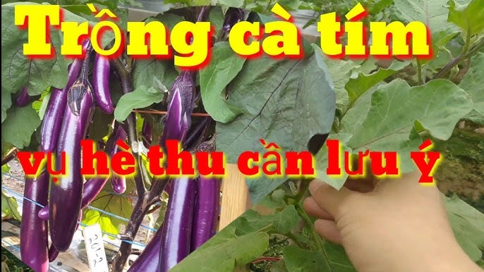 Cà Tím Trồng Tháng Mấy? Gallery 1
