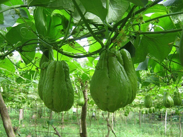 Cây Su Su Trồng Tháng Mấy? Gallery 1