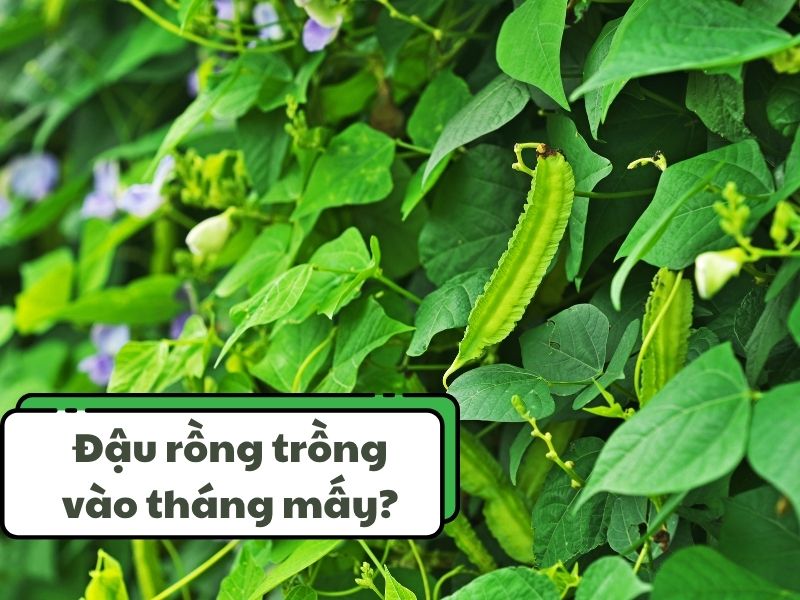 Trồng đậu rồng vào tháng nào? Gallery 1