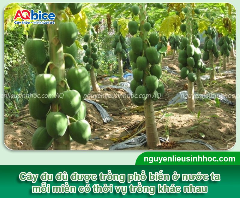 Thời vụ trồng đu đủ ở miền Bắc
