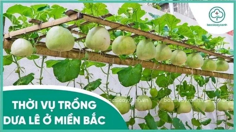 Trồng dưa lê vào tháng mấy? Gallery 1