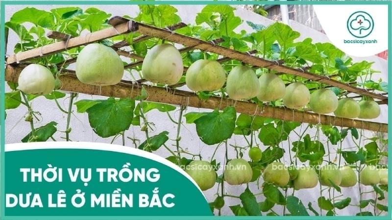 Dưa lê trồng tháng mấy? Gallery 1