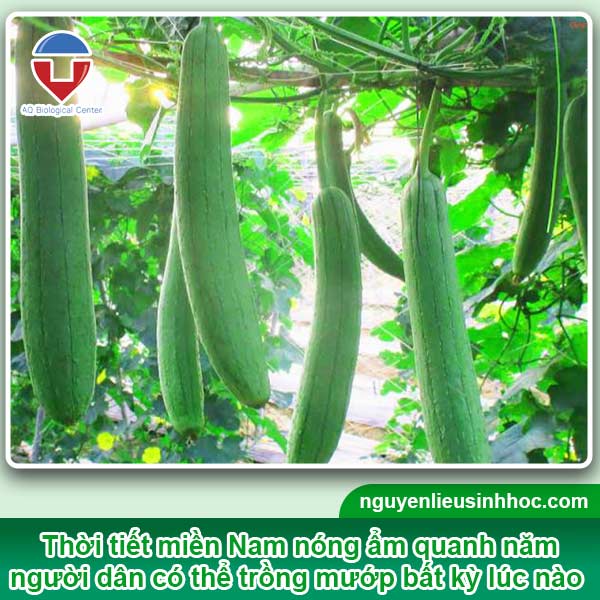 Trồng mướp vào tháng mấy? Gallery 1
