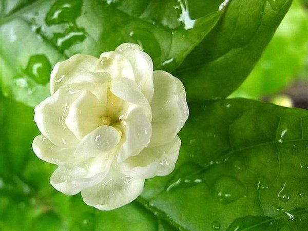 Thơm Thoang Thoảng Có Nghĩa Là Gì?